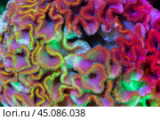 The flower of Celosia. Macro photo. Multicolored light. Close-up. Selective focus. Background image. Стоковое фото, фотограф Pukhov K / Фотобанк Лори