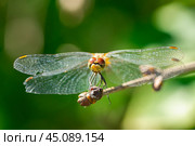 Sympétrum Sanguin (Sympetrum sanguineum) red dragonfly. Стоковое фото, фотограф Корнеев Вячеслав / Фотобанк Лори