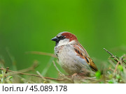 Closeup of a House sparrow standing on a tree.. Стоковое фото, фотограф Корнеев Вячеслав / Фотобанк Лори