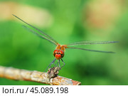 Sympétrum Sanguin (Sympetrum sanguineum) red dragonfly. Стоковое фото, фотограф Корнеев Вячеслав / Фотобанк Лори