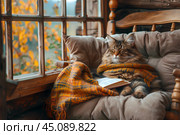 Кот дремлет в уютном кресле с книгой. Стоковое AI-изображение, AI-художник Щеголева Ольга / Фотобанк Лори