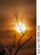 Весеннее закатное солнце сквозь тонкие ветви деревьев. The spring setting sun through the thin branches of the trees. Стоковое фото, фотограф Евгений Романов / Фотобанк Лори