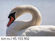 Лебедь-шипун (лат. Cygnus olor) проплывает на водной глади озера в дикой природе. Стоковое фото, фотограф Николай Винокуров / Фотобанк Лори