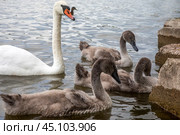 Лебедь и лебедята плывут по водной глади озера в дикой природе. Стоковое фото, фотограф Николай Винокуров / Фотобанк Лори