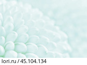 Close up view on light blue Chrysanthemum flowers as background (shallow depth of field, macro) Стоковое фото, фотограф Михаил Строгалев / Фотобанк Лори