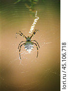 Паук ( Argiope lobata ) на паутине в Астраханской степи, в мае месяце, когда еще степь зеленая, и растительность не выгорела от палящего солнца. 2008 г. Стоковое фото, фотограф Павел Просянов / Фотобанк Лори