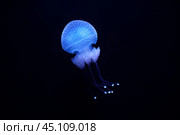 Tropical Jellyfish Phyllorhiza punctata white-spotted jellyfish underwater. Стоковое фото, фотограф Дмитрий Рухленко / Фотобанк Лори