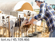 Mature woman taking care of dairy herd in livestock farm. Стоковое фото, фотограф Татьяна Яцевич / Фотобанк Лори