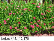 Red inflorescences of Ixora chinensis with bright green foliage. Gardening and landscape design. Стоковое фото, фотограф Коханова Наталья / Фотобанк Лори