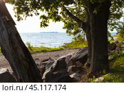 Красивый пейзаж с деревьями на берегу моря. На переднем плане стволы и ветви дубов. Парк Дубки, город Сестрорецк, Санкт-Петербург, Россия. Побережье Финского залива Балтийского моря. Популярное туристическое место для отдыха на природе. Природная достопримечательность. Стоковое фото, фотограф Андрей Степанов / Фотобанк Лори