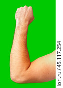 human arm gesturing with raised fingers against a bright green backdrop. Стоковое фото, фотограф Сергей Толмачёв / Фотобанк Лори