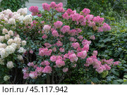 Hydrangea paniculata Vanille Fraise on a stem. Стоковое фото, фотограф Ольга Сейфутдинова / Фотобанк Лори