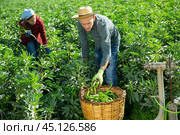 Man farmer gathers ripe beans in garden. Стоковое фото, фотограф Яков Филимонов / Фотобанк Лори
