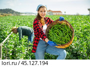 Young woman farmer gathers ripe beans in garden. Стоковое фото, фотограф Яков Филимонов / Фотобанк Лори