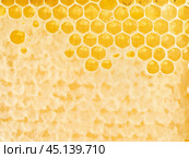 bee honeycomb closeup, fresh stringy dripping sweet honey, macro background. Стоковое фото, фотограф Natalia Gdovskaia / Фотобанк Лори
