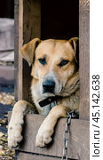 purebred chain dog peeking out of a wooden booth. Стоковое фото, фотограф Артем Курутин / Фотобанк Лори