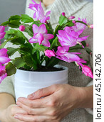 Women's hands holding a Christmas flower. Vertical crop. Стоковое фото, фотограф Elena Grishina / Фотобанк Лори