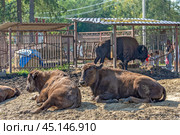Зубробизоны в вольере. Парк семейного отдыха «Зубровник». Посёлок Токсово Всеволожского района Ленинградской области (2024 год). Редакционное фото, фотограф Румянцева Наталия / Фотобанк Лори