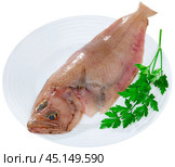 Raw megrim fish served with parsley. Стоковое фото, фотограф Яков Филимонов / Фотобанк Лори
