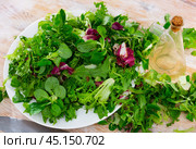 Healthy salad from Canonigos lettuce leaves, radicchio and endive close up. Стоковое фото, фотограф Яков Филимонов / Фотобанк Лори