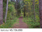 Лесная дорожка (тропа). Пермский край, Добрянка, Городской лесопарк (парк) Стоковое фото, фотограф Алексей Иванов / Фотобанк Лори