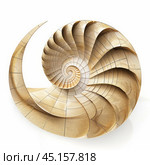 Nautilus shell showing mathematical fibonacci sequence spiral. Стоковое AI-изображение, AI-художник Иван Рябоконь / Фотобанк Лори