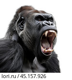 Silverback gorilla showing dominance while screaming on white background. Стоковое AI-изображение, AI-художник Иван Рябоконь / Фотобанк Лори