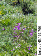 Dianthus superbus L. (семейство Caryophyllaceae) - Гвоздика пышная. Цветущее растение в межгорной долине Северо-Чуйского хребта. Республика Алтая. Стоковое фото, фотограф Евгений Мухортов / Фотобанк Лори