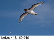 Cape Petrel flies with bright blue sky background near Antarctic. Стоковое фото, фотограф Vladimir / Фотобанк Лори