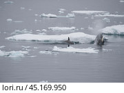 Killer Whale spy hopping in Antarctica. Стоковое фото, фотограф Vladimir / Фотобанк Лори