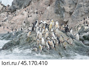 Chinstrap Penguins coming to the water. Стоковое фото, фотограф Vladimir / Фотобанк Лори