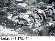Chinstrap Penguins coming to the water. Стоковое фото, фотограф Vladimir / Фотобанк Лори