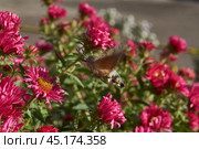 The hummingbird hawk-moth is a butterfly from the hawk moth family (Sphingidae). The hummingbird hawk-moth (Latin Macroglossum stellatarum) collects nectar from flowers. Autumn, October 2024. Стоковое фото, фотограф Андрей Жигальцов / Фотобанк Лори