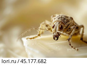 Weevil eating white chocolate macro photography. Стоковое AI-изображение, AI-художник Иван Рябоконь / Фотобанк Лори