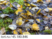 Мицена нитконогая (mycena filopes) Стоковое фото, фотограф Ирина Яровая / Фотобанк Лори