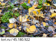 Мицена нитконогая (mycena filopes) Стоковое фото, фотограф Ирина Яровая / Фотобанк Лори