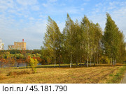 Autumn landscape. Birches in Landscape Park against background of residential buildings of Mitino district. Moscow, Russia. Стоковое фото, фотограф Валерия Попова / Фотобанк Лори