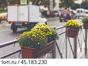Крым, Симферополь, улица, проезжая часть, осень, дорога, автомобили, дождливо, дождь, хризантемы, цветы в горшках. Стоковое фото, фотограф Андрей Макаренко / Фотобанк Лори