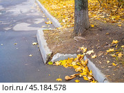 Protective asphalt protrusion designed to safeguard a tree. The integration of nature and urban infrastructure highlights the importance of preserving green spaces within city environments. Стоковое фото, фотограф Татьяна Степанищева / Фотобанк Лори