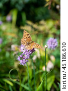 Brenthis daphne, the marbled fritillary butterfly female sitting on allium flower. Стоковое фото, фотограф Татьяна Терехина / Фотобанк Лори