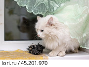 White Felidae cat with fawn fur and whiskers sits on window sill. Стоковое фото, фотограф Аксенова Вера / Фотобанк Лори