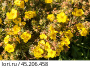 Курильский чай кустарниковый (Pentaphylloides fruticosa) Стоковое фото, фотограф Фотиния Куимова / Фотобанк Лори