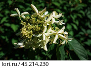 Hydrangea paniculata branch on green background. Стоковое фото, фотограф Татьяна Терехина / Фотобанк Лори