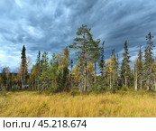 Exploring the diverse flora of Paanajarvi National Park in Karelia on a cloudy autumn day. Стоковое фото, фотограф Александра Селина / Фотобанк Лори