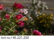 The hummingbird hawk-moth is a butterfly from the hawk moth family (Sphingidae). The hummingbird hawk-moth (Latin Macroglossum stellatarum) collects nectar from flowers. Autumn, October 2024. Стоковое фото, фотограф Андрей Жигальцов / Фотобанк Лори