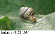 Улитка Австрийская цепея или Cepaea vindobonensis. Стоковое видео, видеограф Александр Мамонтов / Фотобанк Лори