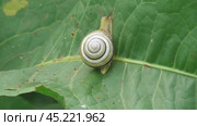 Улитка Австрийская цепея или Cepaea vindobonensis. Стоковое видео, видеограф Александр Мамонтов / Фотобанк Лори