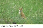 Маленький лисенок ( Vulpes vulpes ) около своей норы. Стоковое видео, видеограф Александр Мамонтов / Фотобанк Лори