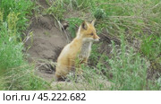 Маленький лисенок ( Vulpes vulpes ) около своей норы. Стоковое видео, видеограф Александр Мамонтов / Фотобанк Лори