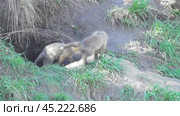 Маленькие лисята ( Vulpes vulpes ) около своей норы. Стоковое видео, видеограф Александр Мамонтов / Фотобанк Лори